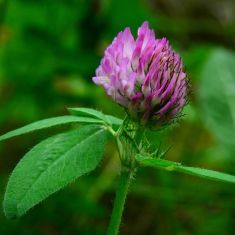 Red Clover = Larry Halverson