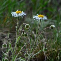 Shaggy Fleavane - Larry Halverson