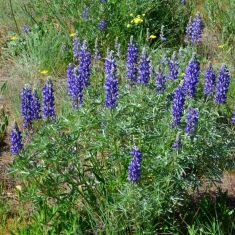 Silky Lupine - Larry Halverson