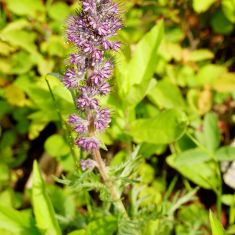 Sky Pilot - Larry Halverson