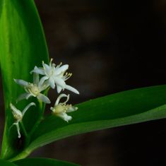 Star-flowered Salmon Seal - Larry Halverson