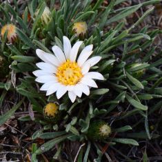 'Townsendia-Hookeri - Larry Halverson