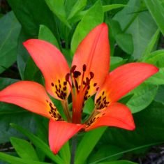 Western Wood Lily - Larry Halverson