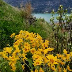 Balsam Root -Kathleen Mpulubusi