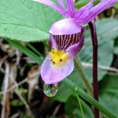 Calypso Orchid - Kathleen Mpulubusi