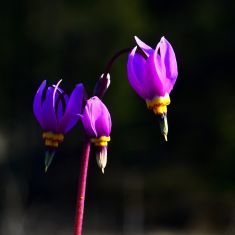 Few-Flowered Shooting Star - Larry Halverson