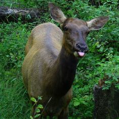 Baby Elk 
Photo by Katherine Friedley
