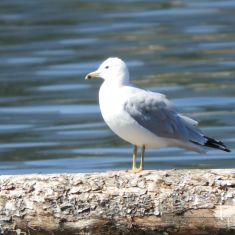 Ringed Bill Gull
Photo by Don Delaney