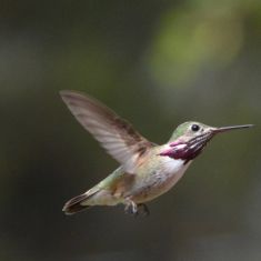 Calliope Humingbird - Larry Halverson