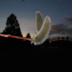 Willows
Photo by Larry Halverson