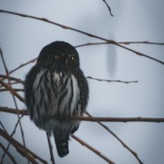 Owl
Photo by Denise Hoffgaard
