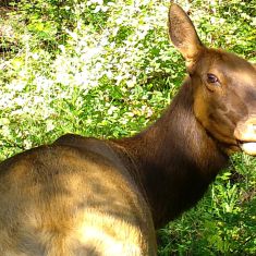 Elk
Photo by Katherine Friedley