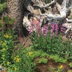 Fire Weed Garden - Photo by Beverly Aitchison
