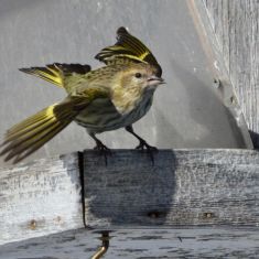 Green Morph - Photo by Larry Halverson
