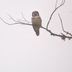 Hawk Owl - Photo by Larry Halverson