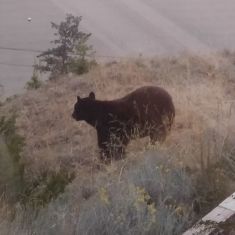 Autumn Bear
Photo by Joan Gallaway
