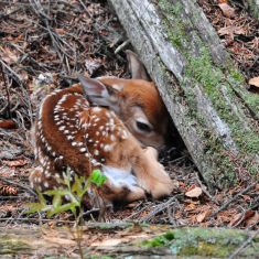 New born fawn
Photo by Larry Halverson