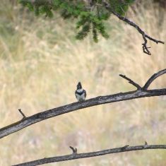 Kingfisher in the Columbia Wetlands - Photo by Hilda Jensen