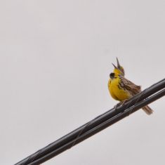 Meadowlark - wind blowing his black bib off 
Photo by Larry Halverson