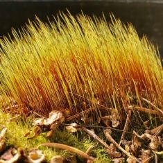 Moss
Photo by Ross MacDonald