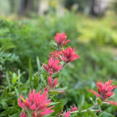 Paint Brush photo by Hilda Jensen