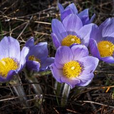 Spring Crocus
Photo by Pat Morrow