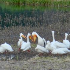 Pelicans 
Photo by Verena Shaw