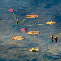 Pond Lilies Wilmer Wetlands
Photo by Ross MacDonald