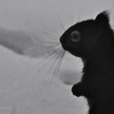 Red Squirrel
Photo by Larry Halverson