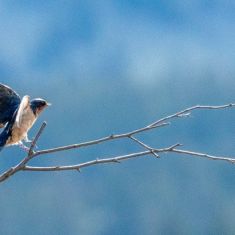 Swallow 
Citizen Science Counting
Photo by Pat Morrow