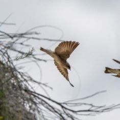 Swollows 
Photo by Pat Morrow