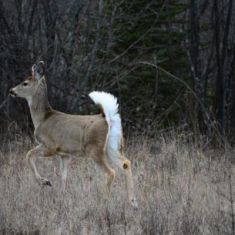 White flag - Photo by Larry Halverson