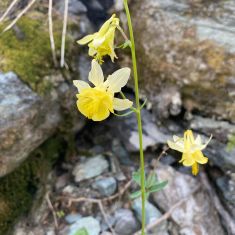 Wild Columbine Photo by Hilda Jensen