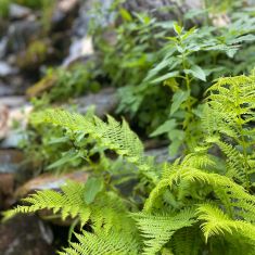 Wild Fern Photo by Hilda Jensen