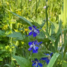 Wild Iris Photo by Hilda Jensen