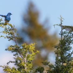 Blue Birds
Photo by Ross MacDonald