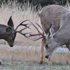 Spring Sparring
Photo by Larry Halverson