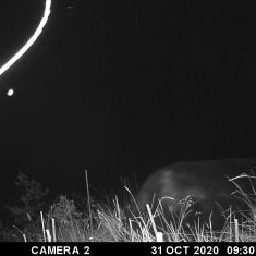 Wolverine - night camera
Photo by Joan Gallway