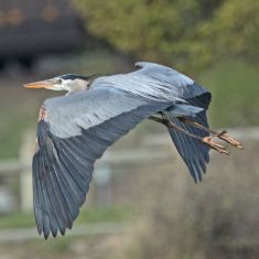 Great Blue Heron
Photo by Don Delany 