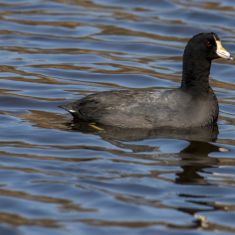 American Coot
Photo by Ross MacDonald