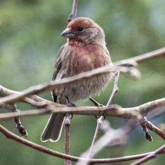 House Finch
Photo by Ross MacDonald