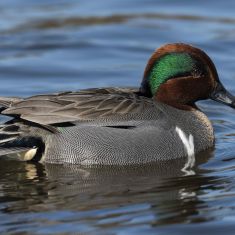 Male Green Winged Teal
Photo by Ross MacDonald