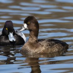 Male and Female Lesser Photo by Ross MacDonald
