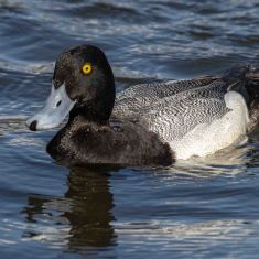 Scaup
Photo by Ross MacDonald