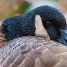 Canada Goose
Photo by Ross MacDonald