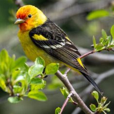 Western Tanager
Photo by Ross MacDonald