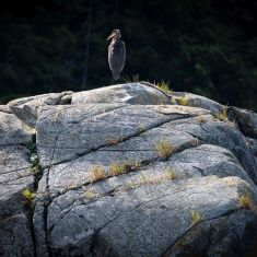 Heron -
 Photo by Ross MacDonald