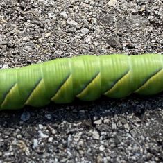Hornworm, Sphinx Moth Caterpillar. 
Photo by Larry Halverson