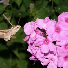 Hummingbird Moth Hovering
Photo by Larry Halverson