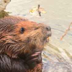 Beaver scratching his chin.